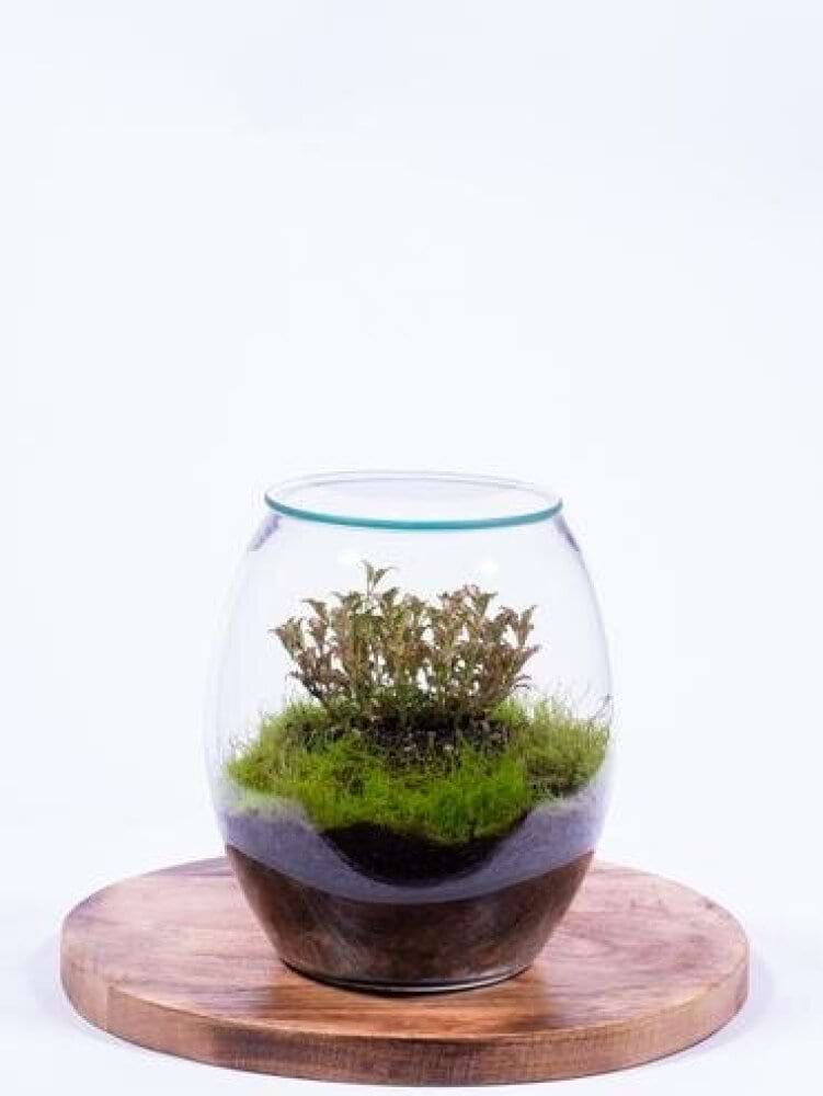 Petite terrarium