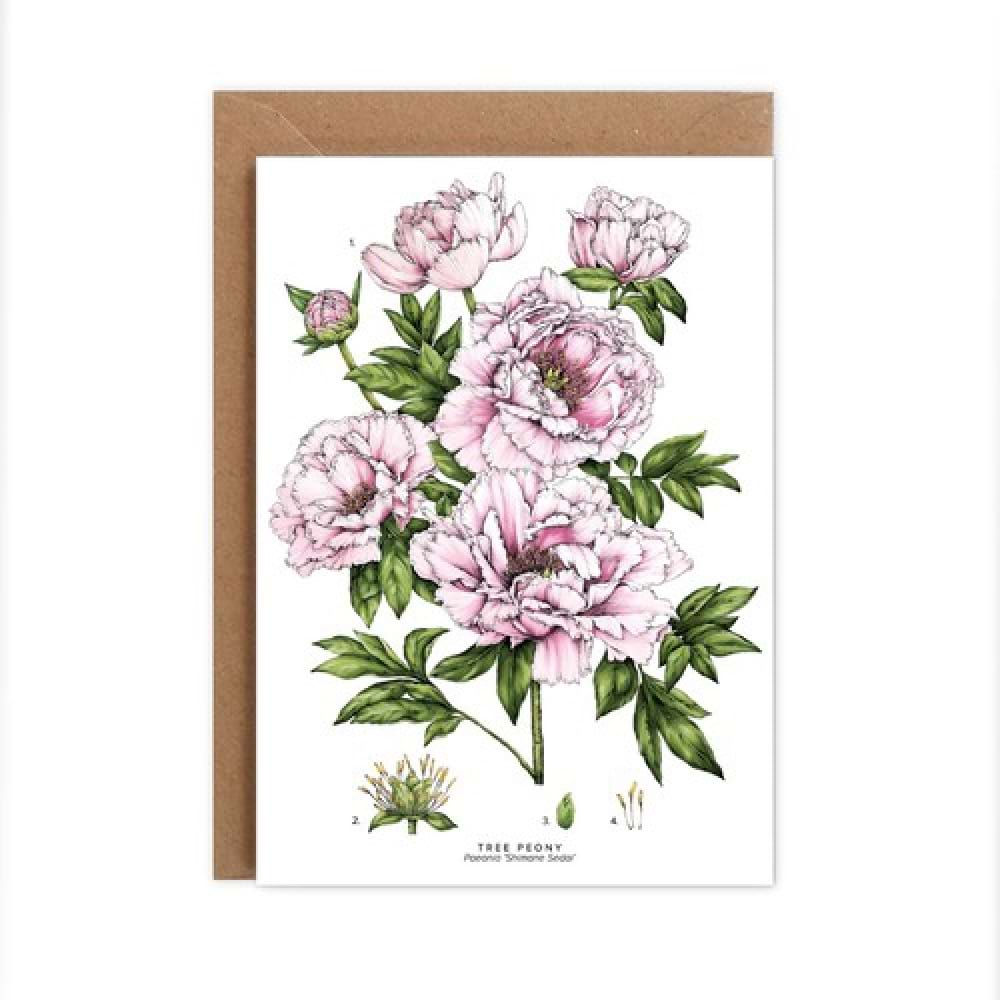 Peony