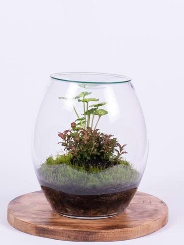 Medium terrarium